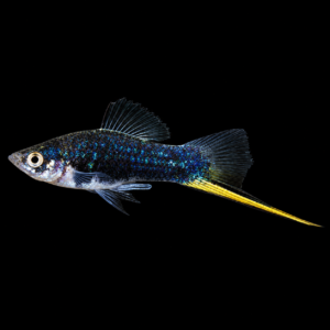 Xipho Negro macho  (Xiphorus helleri var. black)