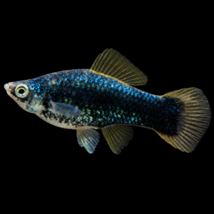Xipho Negro hembra  (Xiphorus helleri var. black)