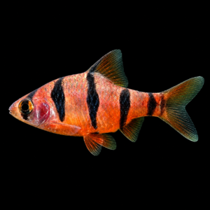 Barbo Pentazona (Desmopuntius pentazona)