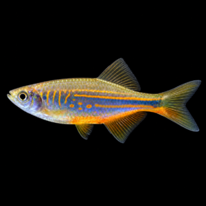 Danio Malabaricus (Devario malabaricus)