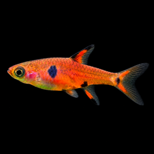 Rasbora maculata (Boraras maculatus)