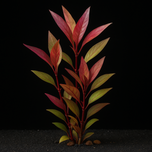 Alternanthera Rosaefolia