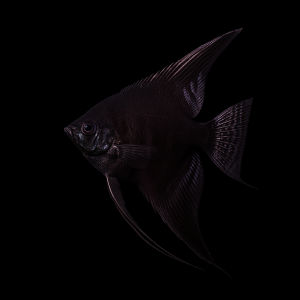 Escalar Black (Pterophyllum scalare var. black)