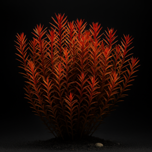 Rotala Indica