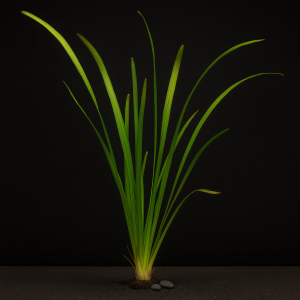 Vallisneria gigantea