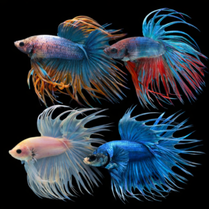 Pez Betta  var. Crowntail o Luchador de Siam (Betta splendens)