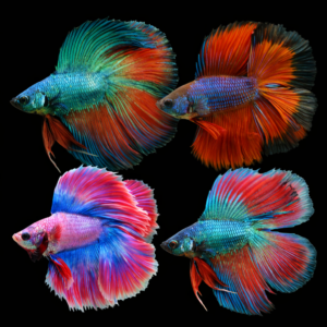 Pez Betta  var. doble cola o Luchador de Siam (Betta splendens)
