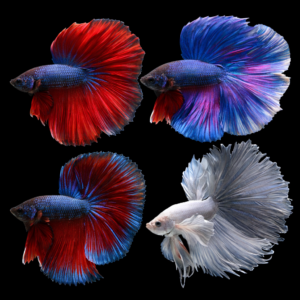 Pez Betta  var. halfmoon o Luchador de Siam (Betta splendens)