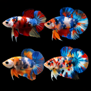 Pez Betta  var. plakat koi o Luchador de Siam (Betta splendens)