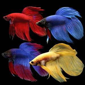 Pez Betta  var. velo o Luchador de Siam (Betta splendens)