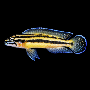 Julidochromis Ornatus