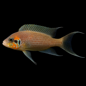 Princesa de Burundi (Neolamprologus brichardi