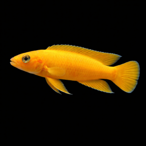 Cíclido Limón del Tanganica (Neolamprologus leleupi leleupi)