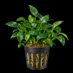 Anubias barteri var. nana 'Bonsai' sobre fondo negro.