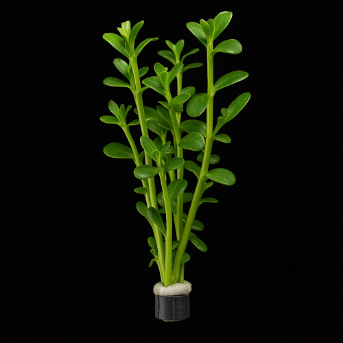 bacopa monierii