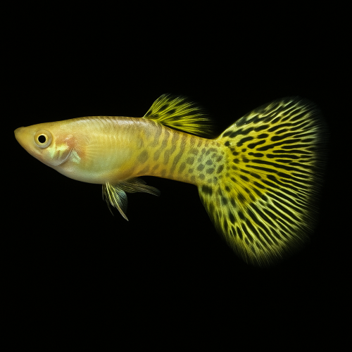 guppy cobra amarillo macho