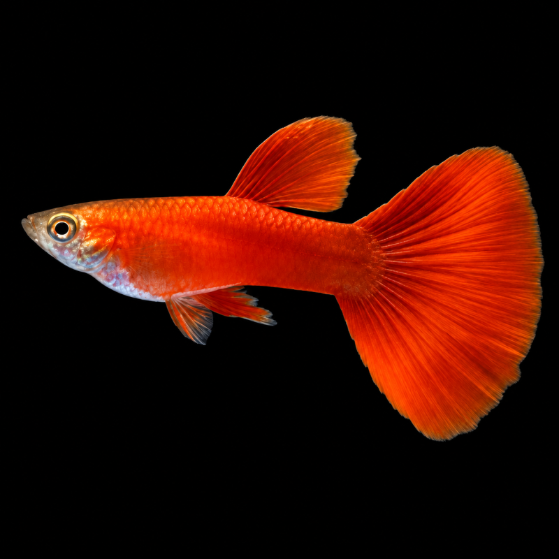 Guppy Red Moscow macho (Poecilia reticulata) de perfil sobre fondo negro.