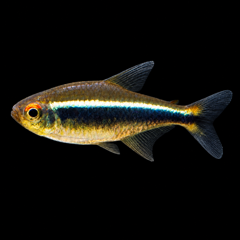 Neón negro (Hyphessobrycon herbertaxelrodi) de perfil sobre fondo negro.