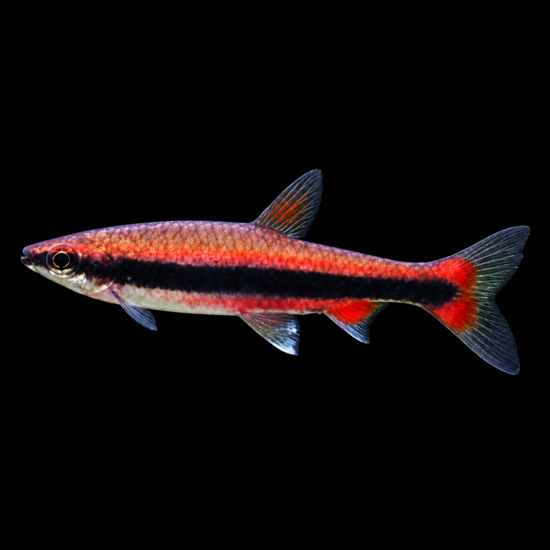 Pez lápiz rojo (Nannostomus beckfordi) de perfil sobre fondo negro.