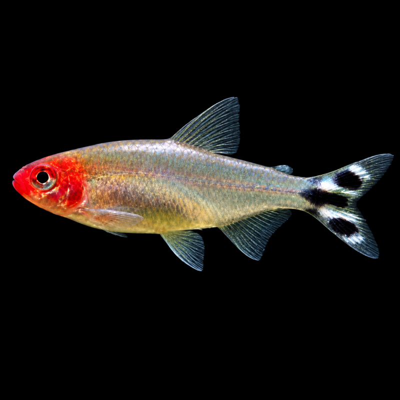 Tetra borrachito (Hemigrammus rhodostomus) de perfil sobre fondo negro.