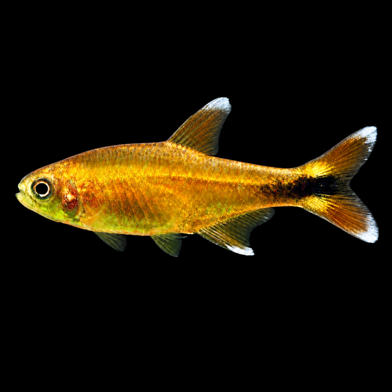 Tetra cobre (Hasemania nana) de perfil sobre fondo negro.