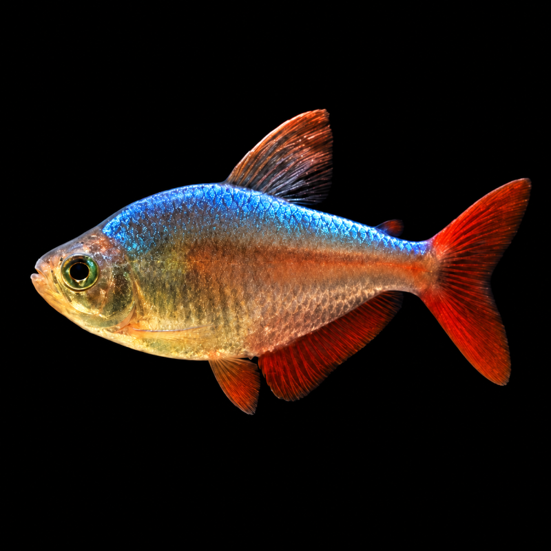 Tetra colombiano (Hyphessobrycon columbianus) de perfil sobre fondo negro.