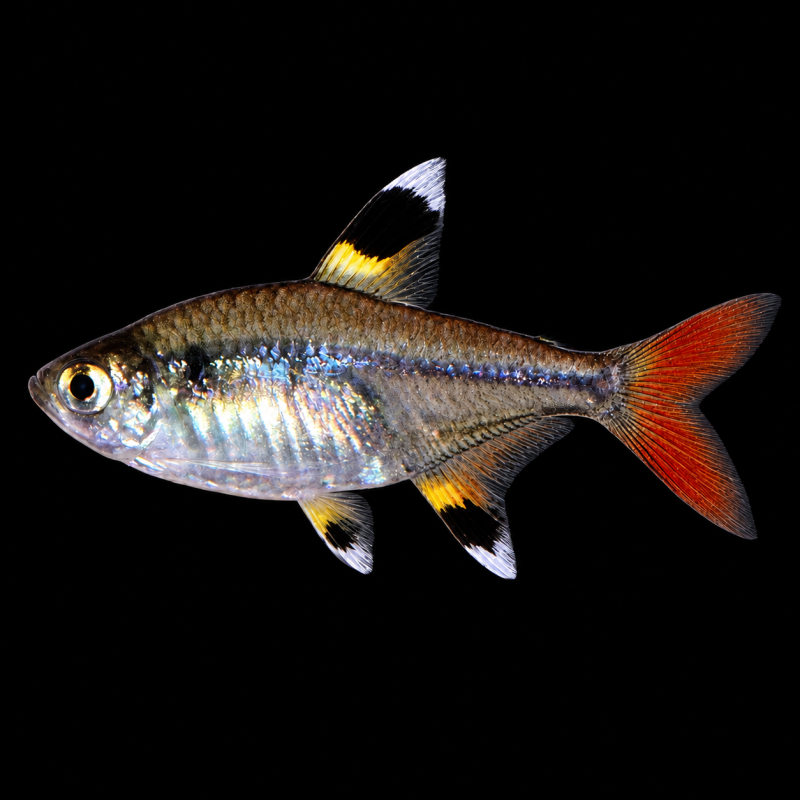 Tetra jilguero (Hemigrammus pulcher) de perfil sobre fondo negro.