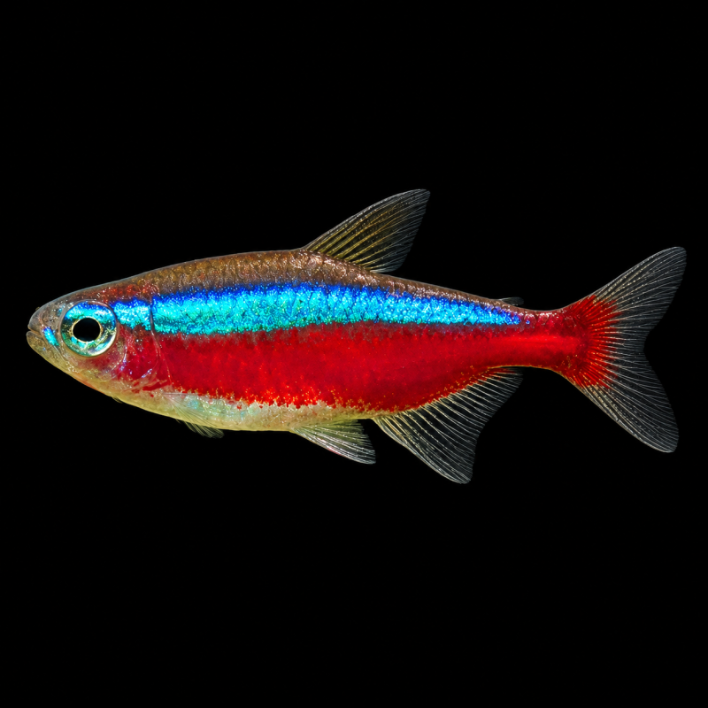 Tetra neón cardenal (Paracheirodon axelrodi) de perfil sobre fondo negro.