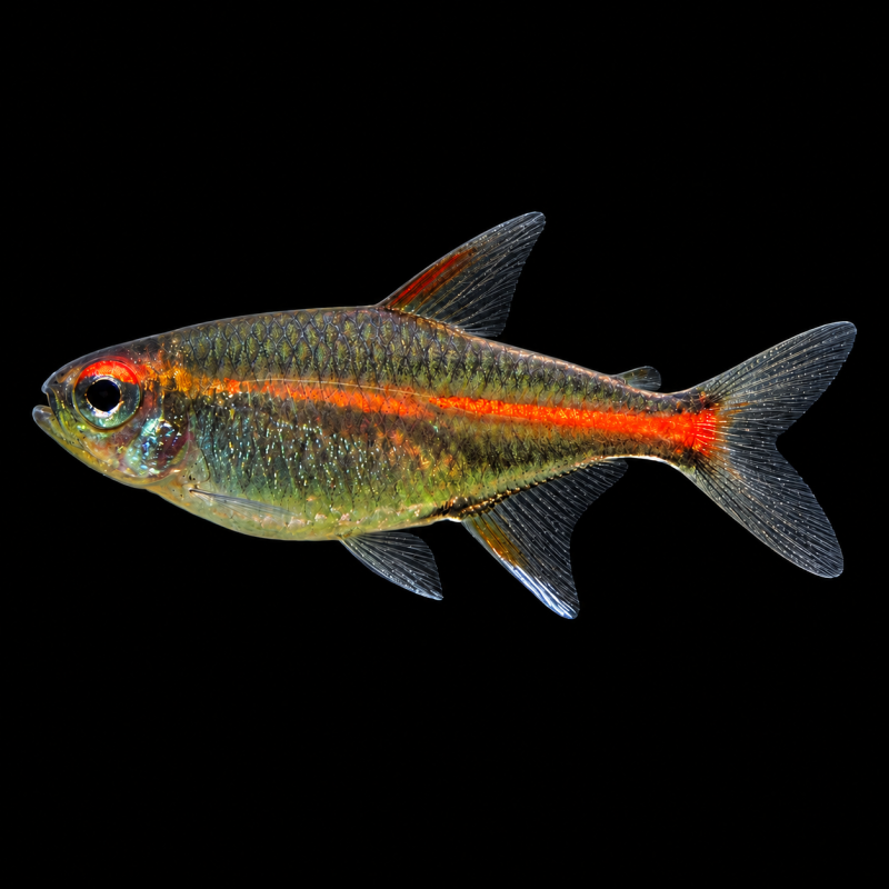Tetra neón cobre (Hemigrammus erythrozonus) de perfil sobre fondo negro.