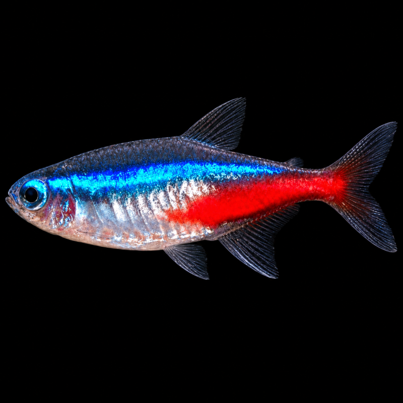 Tetra neón (Paracheirodon innesi) de perfil sobre fondo negro.